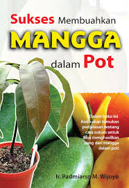 Sukses Membuahkan Mangga Dalam Pot 