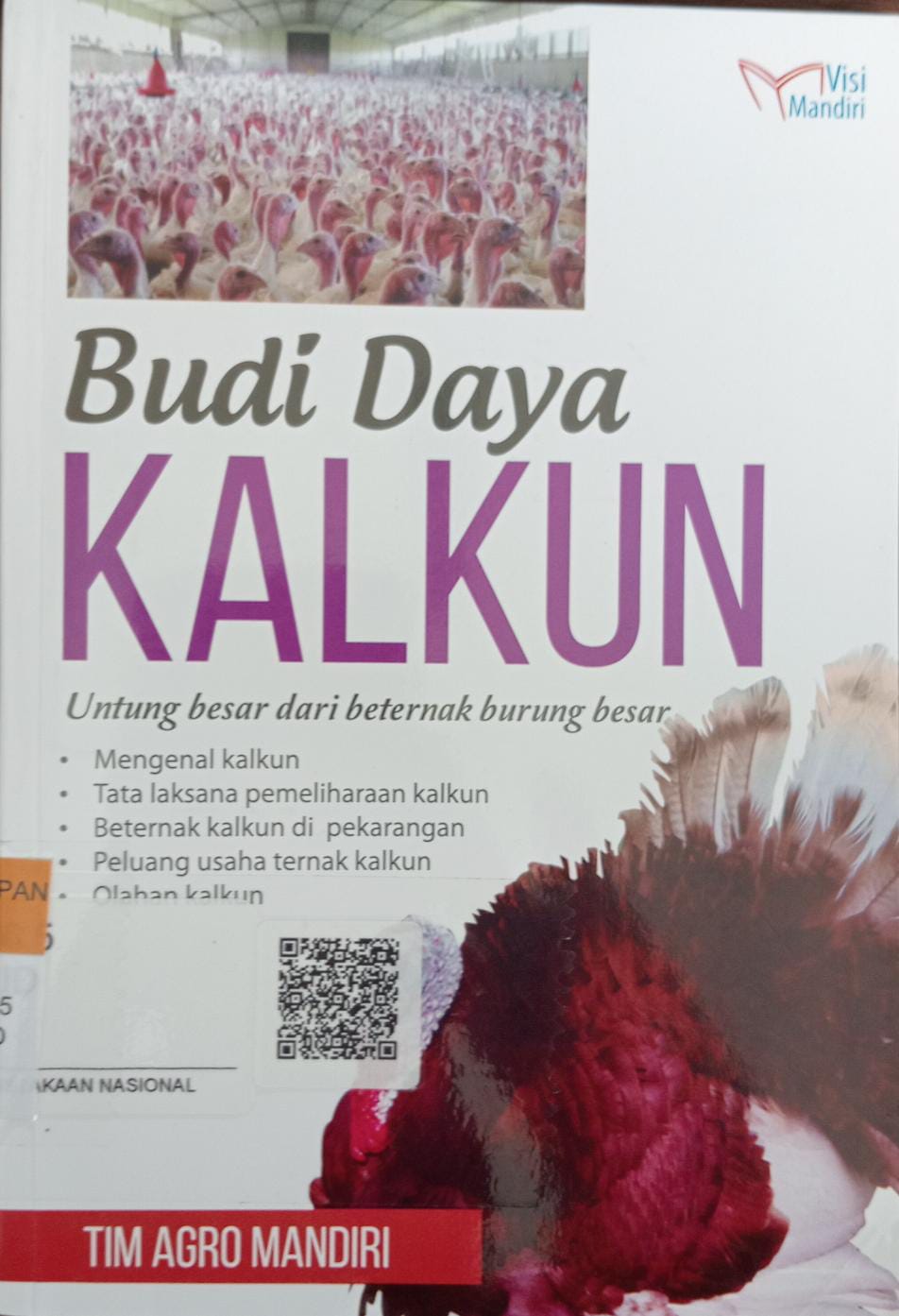 Budi daya kalkun 