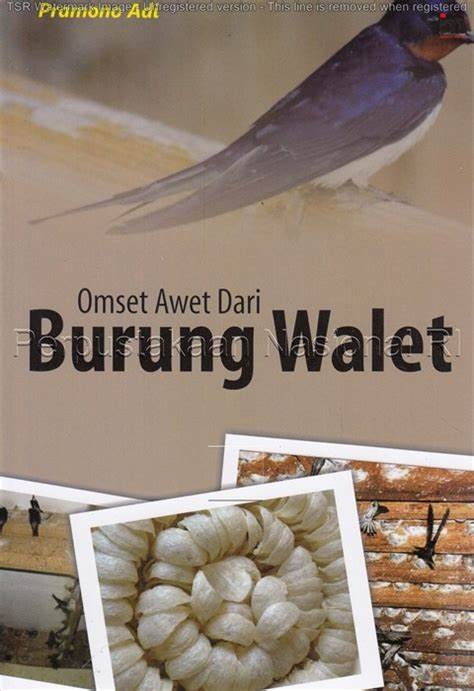 Omset awet dari Burung Walet 